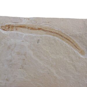 Anguillavus quadripinnis