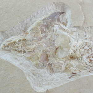 Coccodus insignis