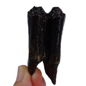 野牛