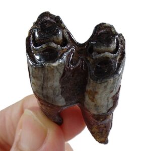 野牛