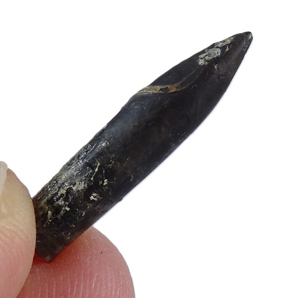 Hastites (Subhastites) microstylus