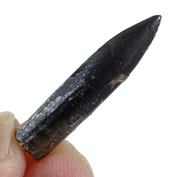 Hastites (Subhastites) microstylus - Imagen 4