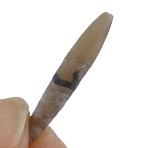 Shvetsovia varians