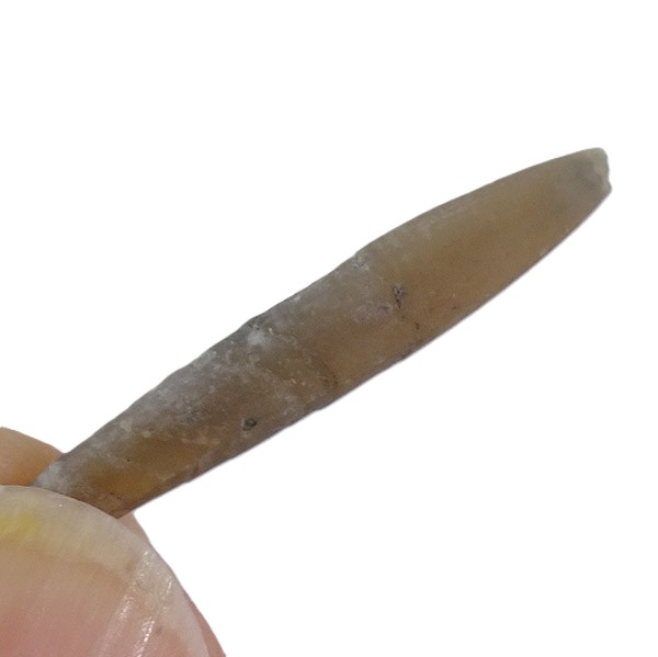 Shvetsovia varians - Image 4