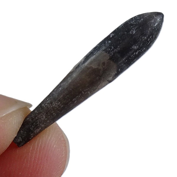 Hastites clavatus