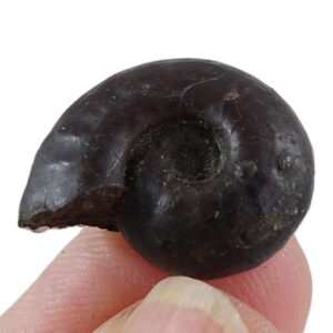 Onychoceras tenue