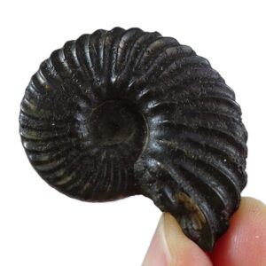Hoplites benettianus