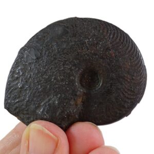 Osperlioceras bicarenatum=Pseudopolyplectus bicarenatus