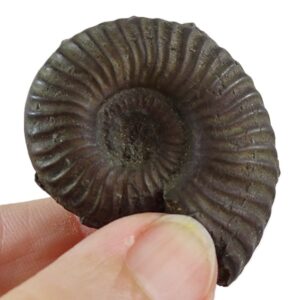 Podagrosites latescens