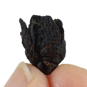 Fagus decurrens
