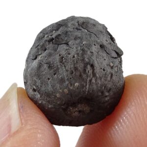 Pallioporia symplocoides
