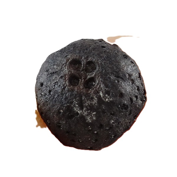 Pallioporia symplocoides - Image 2