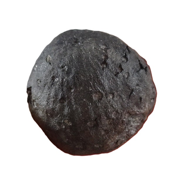 Pallioporia symplocoides - Image 3