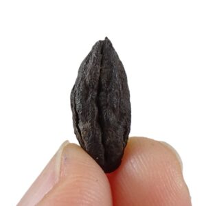 Rehderodendron ehrenbergii VENDIDO