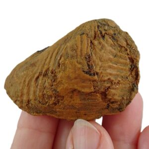 Buchotrigonia pizcuetana