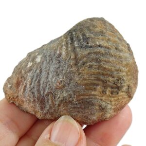 Buchotrigonia pizcuetana