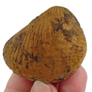 Buchotrigonia pizcuetana