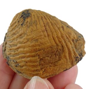 Buchotrigonia pizcuetana