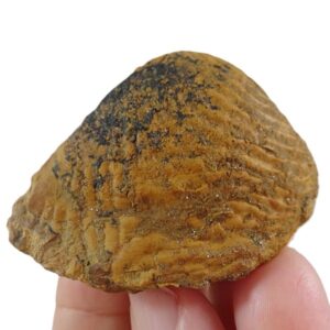 Buchotrigonia pizcuetana