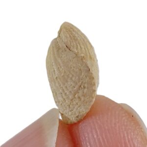 Terebratulina retusa
