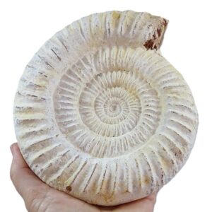 Kranaosphinctes (Pachyplanulites) rabei