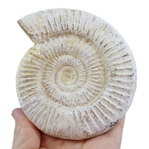 Kranaosphinctes (Pachyplanulites) rabei