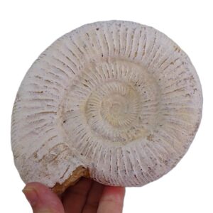 Kranaosphinctes (Pachyplanulites) rabei