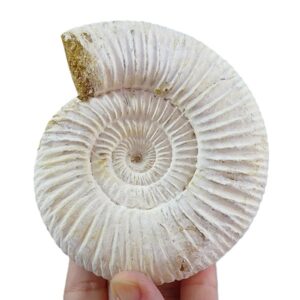 Kranaosphinctes (Pachyplanulites) rabei