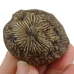 Dimorphocoeniopsis beauvaisorum