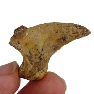 Ursus spelaeus  VENDIDO