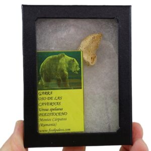 Ursus spelaeus