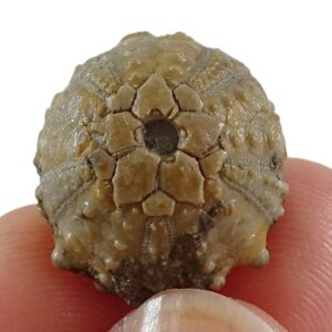 Goniopygus peltatus