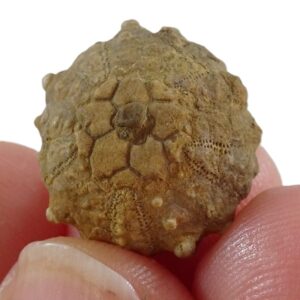 Goniopygus peltatus
