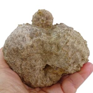 Pseudocidaris mammosa