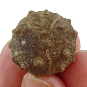 Pseudocidaris mammosa