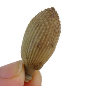 Balanocidaris glandifera radiola