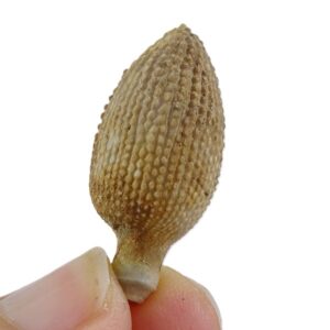 Radiola de Balanocidaris glandifera