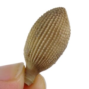 Balanocidaris glandifera radiola