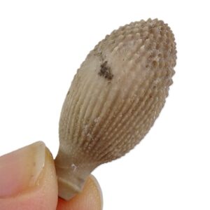 Radiola de Balanocidaris glandifera