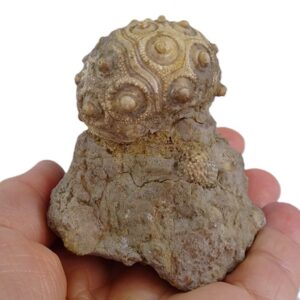 Balanocidaris glandifera