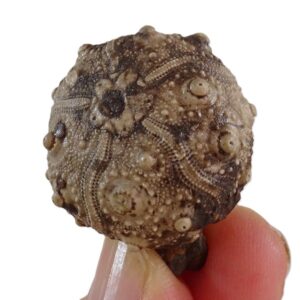 Pseudocidaris mammosa