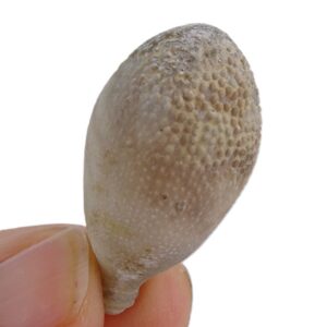 Radiola de Pseudocidaris mammosa