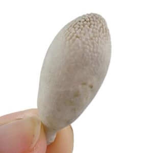 Radiola de Pseudocidaris mammosa