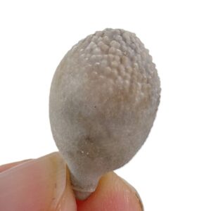 Radiola de Pseudocidaris mammosa