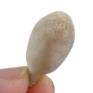 Radiola de Pseudocidaris mammosa