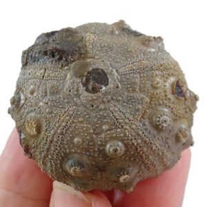 Gymnocidaris agassizi