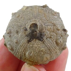 Gymnocidaris agassizi