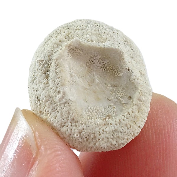 Parasmittina collum - Image 2