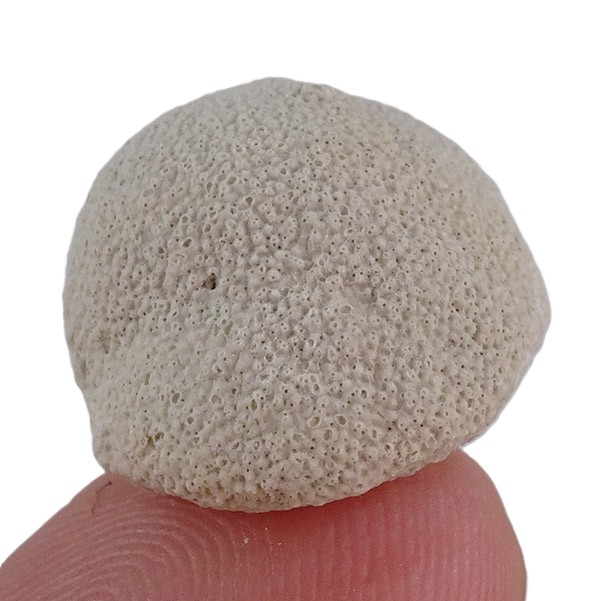 Parasmittina collum - Image 3
