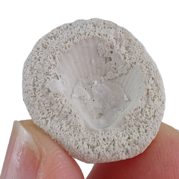 Parasmittina collum - 画像 (2)
